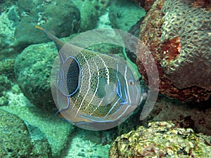 Poisson ange ÃÂ  demi cercle semi circular angel fish photo